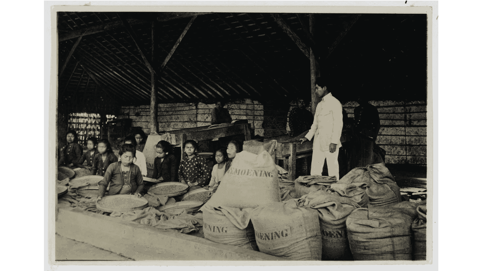 Budidaya Kopi Mangkunegaran