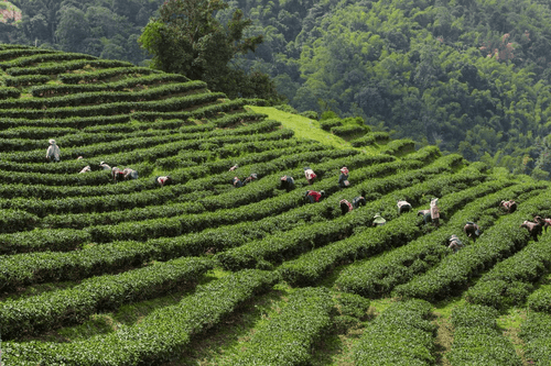 Perkebunan Teh Kemuning Mangkunegaran